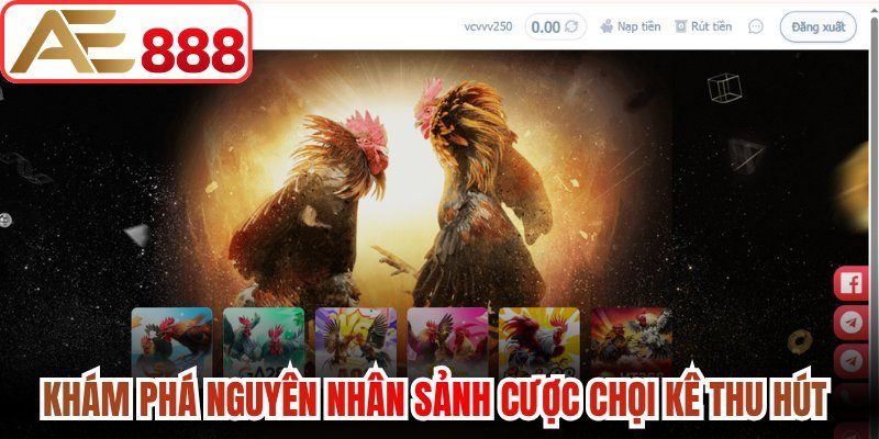Khám phá nguyên nhân sảnh cược chọi kê thu hút