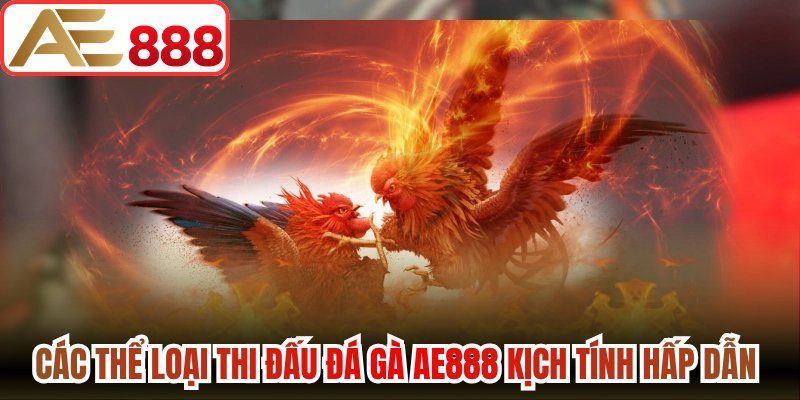Các thể loại thi đấu đá gà AE888 kịch tính hấp dẫn