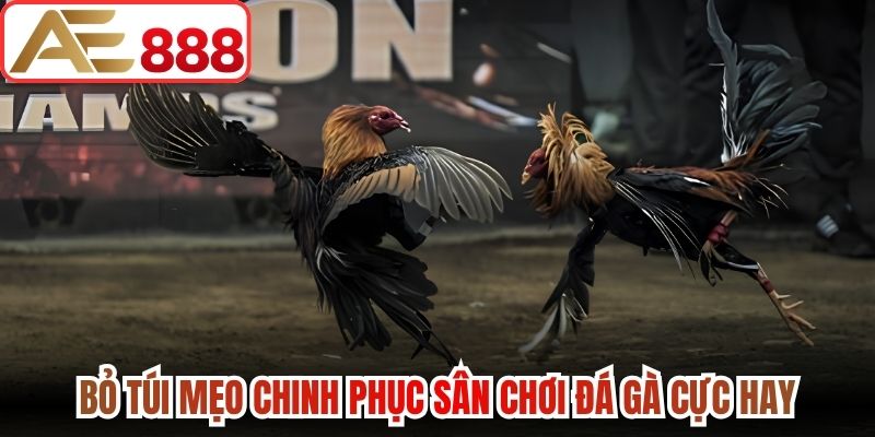 Bỏ túi mẹo chinh phục sân chơi đá gà cực hay