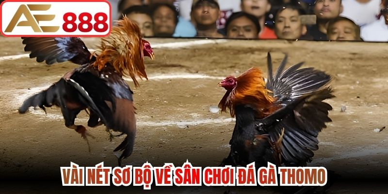 Vài nét sơ bộ về sân chơi đá gà Thomo