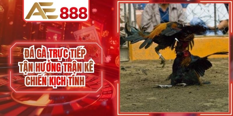 Đá Gà Trực Tiếp Tận Hưởng Trận Kê AE888 Chiến Kịch Tính
