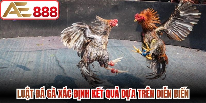 Luật đá gà xác định kết quả dựa trên diễn biến thực tế